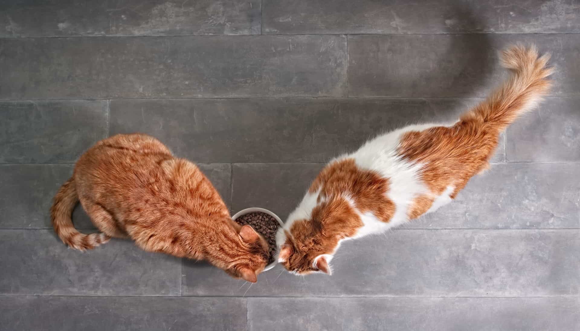 Две кошки у миски